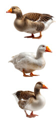 Different breeds of domestic geese with unique features on a transparent background showcasing their characteristics and variations