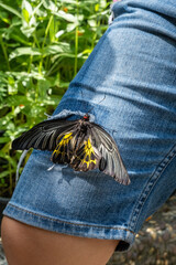 A black and yellow butterfly resting on a knee of person in natural daylight, showing delicate wings and vivid texture, close-up nature and mindfulness concept. 