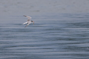 common tern