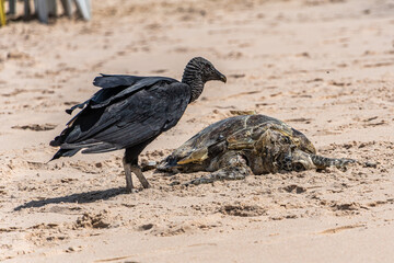 Vultures eating a dead turtle on the beach of Canoa Quebrada at Aracati in Ceara, Brazil.