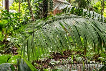 Museum Emilio Goeldi at Belem, Brazil. A Research Institute and Museum with Fauna and Flora from Brazilian Amazon