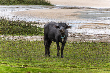 Water Buffalos at a rural property called Fazenda at Soure in Marajo Island, Brazil.