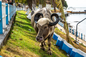 The famous Water Buffalo called the german buffalo at Soure on Marajo Island in Brazil