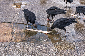 The Pedra do Peixe fish market at Belem, State of Para, Amazon region, Brazil