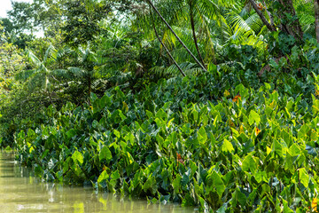 River boat tour on the Guama River at Belem do Para, a city on the north area of Brazil.
