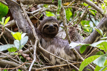 Brown-throated sloth, Bradypus variegatus at the sloth path on the Jari Canal at Alter do Chao, Santarem, Para, Brazil