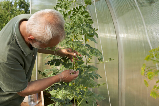 Vertically growing watermelons in a greenhouse. Fruit set stage. An adult man inspects the plant.