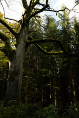 Drzewa, las, natura, góry, krajobraz, fotografia leśna,  © Adrian Jaśpiński