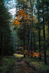 Natura, las, góry, drzewa, krajobraz, jesienią, drzew, skały, Polska, Krajobraz, Jesień, Dolny śląsk,  © Adrian Jaśpiński