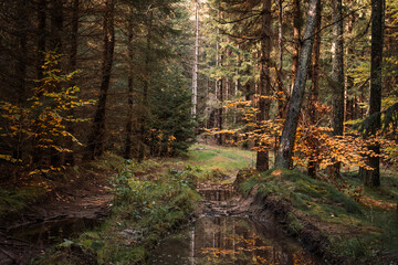Natura, las, góry, drzewa, krajobraz, jesienią, drzew, skały, Polska, Krajobraz, Jesień, Dolny śląsk,  © Adrian Jaśpiński