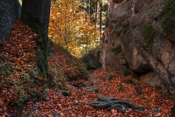 Natura, las, góry, drzewa, krajobraz, jesienią, drzew, skały, Polska, Krajobraz, Jesień, Dolny śląsk, 