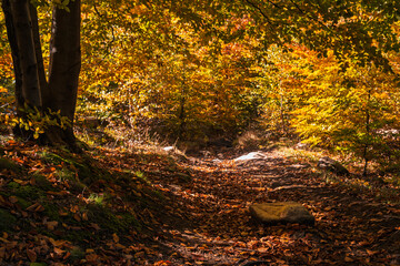 Natura, las, góry, drzewa, krajobraz, jesienią, drzew, skały, Polska, Krajobraz, Jesień, Dolny śląsk,  © Adrian Jaśpiński