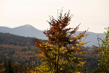 Natura, las, góry, drzewa, krajobraz, jesienią, drzew, skały, Polska, Krajobraz, Jesień, Dolny śląsk,  © Adrian Jaśpiński