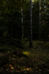 Natura, las, góry, drzewa, krajobraz, jesienią, drzew, skały, Polska, Krajobraz, Jesień, Dolny śląsk,  © Adrian Jaśpiński