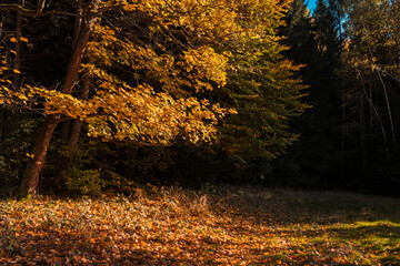 Natura, las, góry, drzewa, krajobraz, jesienią, drzew, skały, Polska, Krajobraz, Jesień, Dolny śląsk,  © Adrian Jaśpiński