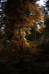 Natura, las, góry, drzewa, krajobraz, jesienią, drzew, skały, Polska, Krajobraz, Jesień, Dolny śląsk, 