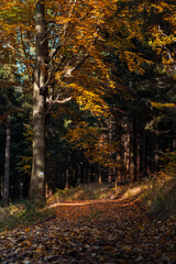 Natura, las, góry, drzewa, krajobraz, jesienią, drzew, skały, Polska, Krajobraz, Jesień, Dolny śląsk,  © Adrian Jaśpiński