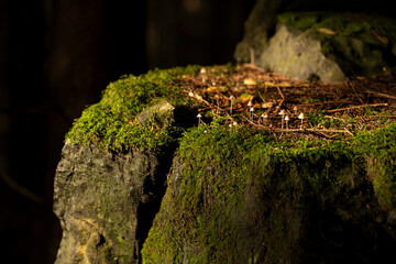 Natura, las, góry, drzewa, krajobraz, jesienią, drzew, skały, Polska, Krajobraz, Jesień, Dolny śląsk,  © Adrian Jaśpiński