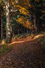 Natura, las, góry, drzewa, krajobraz, jesienią, drzew, skały, Polska, Krajobraz, Jesień, Dolny śląsk, 