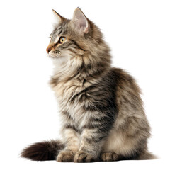 Beautiful grey fluffy Maine Coon cat sitting isolated on white background