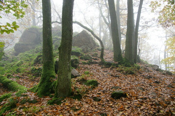 Durch den nebligen Zauberwald auf dem Premium-Wanderweg Tafelweg rund um die Saarschleife, Saarland