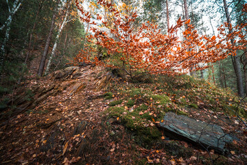Natura, las, góry, drzewa, krajobraz, jesienią, drzew, skały, Polska, Krajobraz, Jesień, Dolny śląsk,  © Adrian Jaśpiński