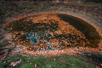 Natura, las, góry, drzewa, krajobraz, jesienią, drzew, skały, Polska, Krajobraz, Jesień, Dolny śląsk,  © Adrian Jaśpiński