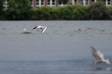 common tern