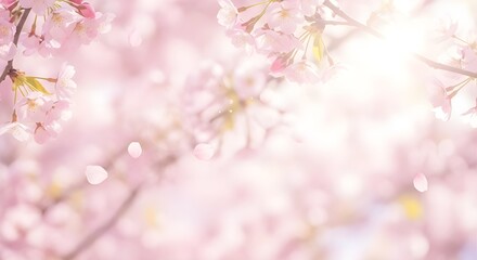 Fototapeta premium Beautiful soft pink cherry blossom background art