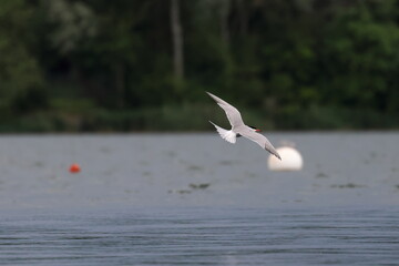flying tern