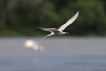 flying tern
