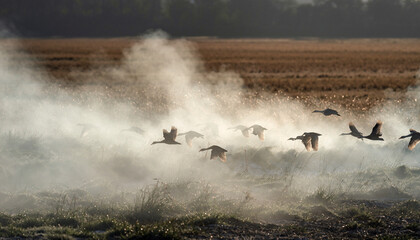 Flock of birds flying through mist over a field.
