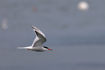 flying tern