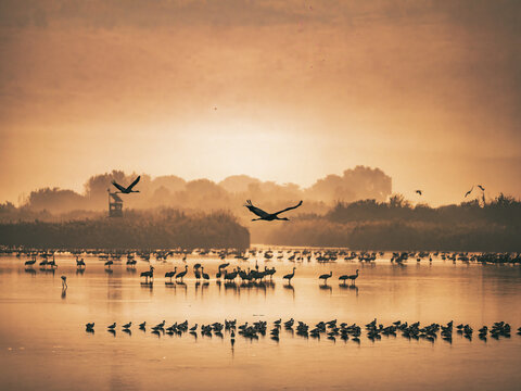 flock of birds on the lake, Israel