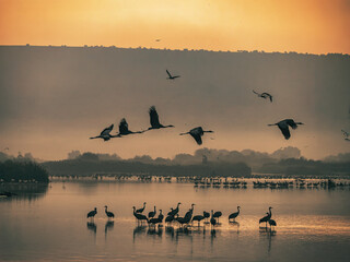 birds on the lake,  Agamon Hula, Israel 