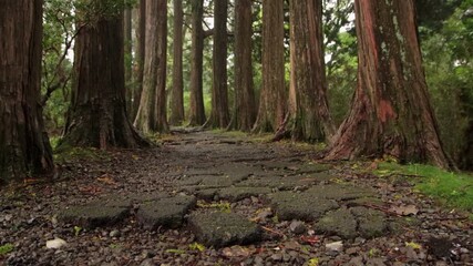 Ancient stone forest path among tall cedar trees in Hakone, Japan