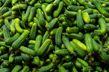 Fresh harvest pickle cucumbers on market counter. Heap of pickling cucumbers on farmers market table. Pickling cucumbers displayed on market stall.