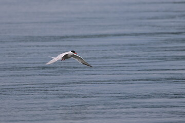 flying tern