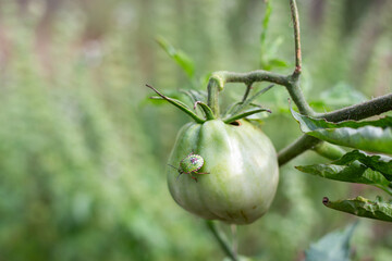 A green beetle on a green tomato growing on a bush in the garden. Crop pests in the garden