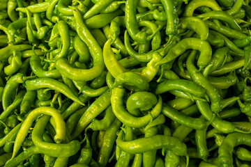 Organic green pepper on display. Fresh green pepper. Freshly harvested green pepper.