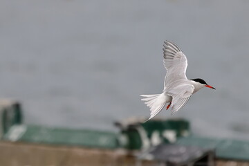 flying tern