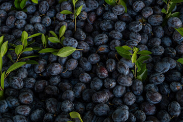 Fresh blueberries on market stall. Blueberry berries on a farmer’s market stand. Natural blueberries on traditional market stall.