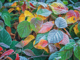 top view to coloured leaves in first fros