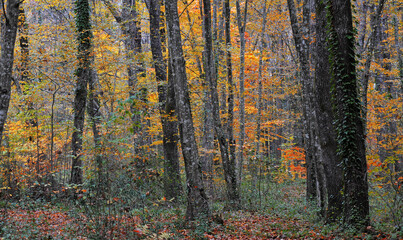 View from Belgrad Forest in Istanbul, Turkey