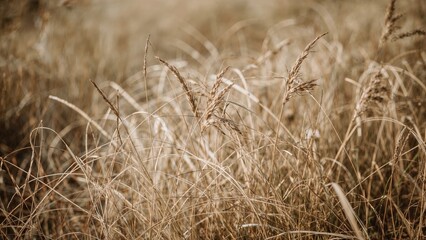 Obraz premium Dry grass and wheat stalks in a field, with a warm, golden background.