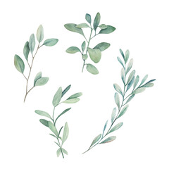 Watercolor eucalyptus  branches. Botanical greenery set. Isolated images on white background. Art print