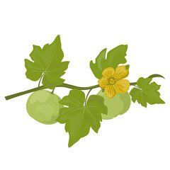 Tinda. Indian Round Gourd.