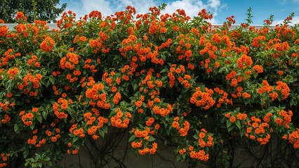 A lush hedge covered in vibrant orange flowers with green leaves, set against a bright blue sky with a few white clouds.