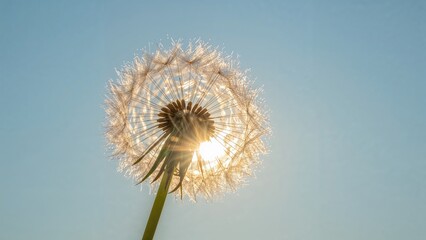 Dandelion flower close-up against the sky with sunlight shining through, year 2085.