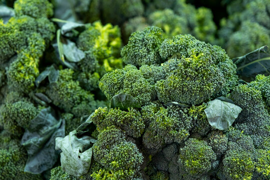 Fresh broccoli display at local market. Pile of fresh broccoli on market stand. Healthy green broccoli at vegetable market.
